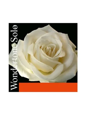 Pirastro WONDERTONE set violin 410021 Časově Omezené