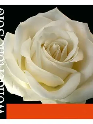 Ihned K Objednání Pirastro WONDERTONE set 410021